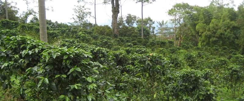 Cultivo de café en una finca colombiana, con arbustos de café bajo árboles de sombrío