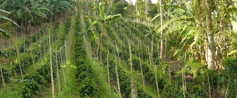 Hileras de cafetos en la ladera de una finca colombiana